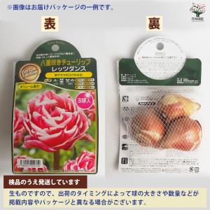 球根 スプリングスターフラワー 混合 花球根 ...の詳細画像2