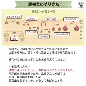 球根 スプリングスターフラワー 混合 花球根 ...の詳細画像4