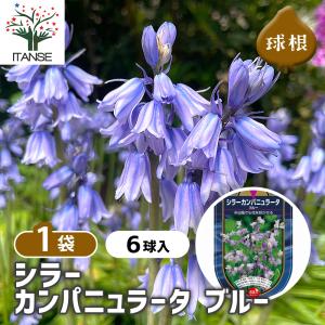 球根 シラー カンパニュラータ ブルー 花球根 6球/1個売り 球根の花 鉢植え 地植え ガーデニング