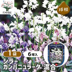 球根 シラー カンパニュラータ 混合 花球根 6球/1個売り 球根の花 鉢植え 地植え ガーデニング