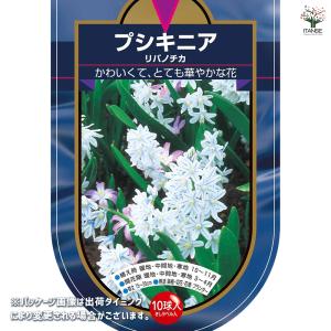 球根 プシキニア リバノチカ 花球根 10球/...の詳細画像1