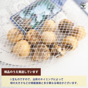 球根 プシキニア リバノチカ 花球根 10球/...の詳細画像2
