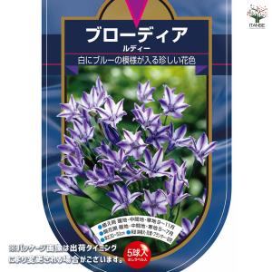球根 ブローディア ルディー 花球根 5球/1...の詳細画像1