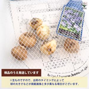 球根 ブローディア ルディー 花球根 5球/1...の詳細画像2