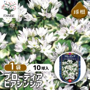 球根 ブローディア ヒアシンシア 花球根 10球/1個売り 球根の花 鉢植え 地植え ガーデニング