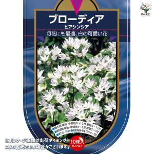 球根 ブローディア ヒアシンシア 花球根 10...の詳細画像1