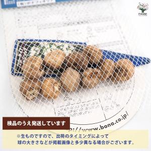 球根 ブローディア ヒアシンシア 花球根 10...の詳細画像2