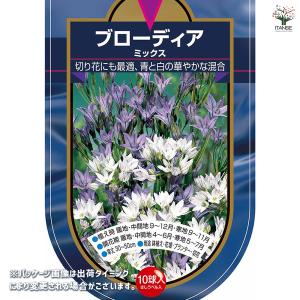 球根 ブローディア ミックス 花球根 10球/...の詳細画像1