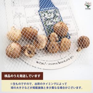 球根 ブローディア ミックス 花球根 10球/...の詳細画像2