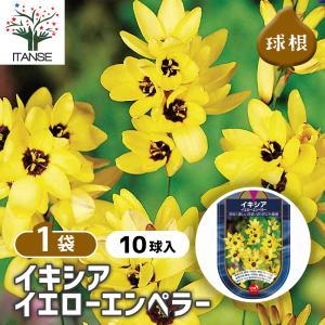 球根 イキシア イエローエンペラー 花球根 10球/1個売り 球根の花 鉢植え 地植え ガーデニング
