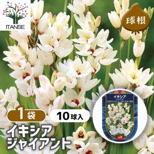 球根 イキシア ジャイアント 花球根 10球/1個売り 球根の花 鉢植え 地植え ガーデニング