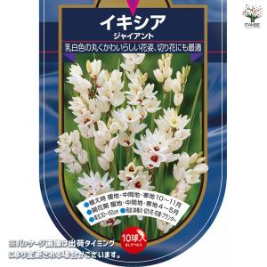 球根 イキシア ジャイアント 花球根 10球/...の詳細画像1