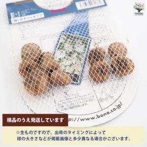 球根 イキシア ジャイアント 花球根 10球/...の詳細画像2