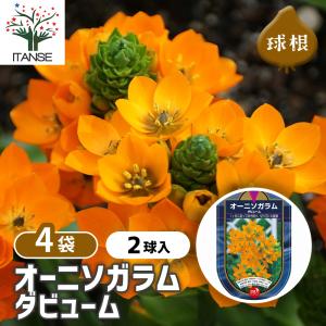 球根 オーニソガラム ダビューム 花球根 2球/お買い得4個セット 球根の花 鉢植え 地植え ガーデニング