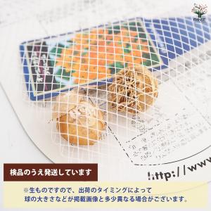 球根 オーニソガラム ダビューム 花球根 2球...の詳細画像2