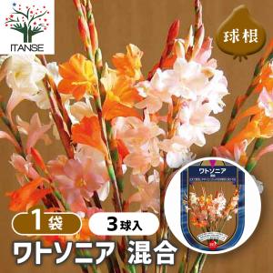 球根 ワトソニア 混合 花球根 3球/1個売り 球根の花 鉢植え 地植え ガーデニング
