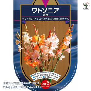 球根 ワトソニア 混合 花球根 3球/1個売り...の詳細画像1