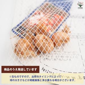 球根 ワトソニア 混合 花球根 3球/1個売り...の詳細画像2