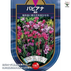 球根 バビアナ 混合 花球根 10球/1個売り...の詳細画像1