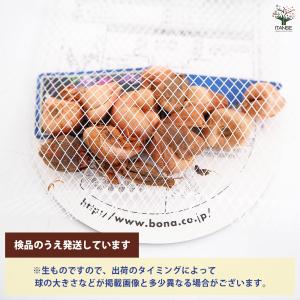 球根 バビアナ 混合 花球根 10球/1個売り...の詳細画像2