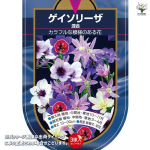 球根 ゲイソリーザ 混合 花球根 3球/お買い...の詳細画像1
