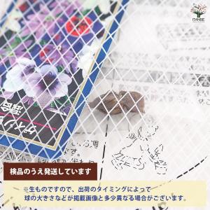 球根 ゲイソリーザ 混合 花球根 3球/お買い...の詳細画像2