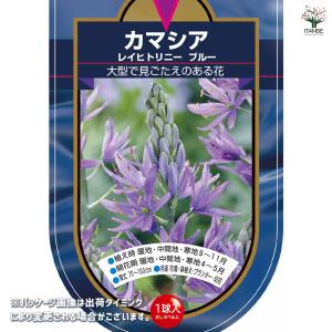 花球根 カマシア レイヒトリニー ブルー 1球...の詳細画像1