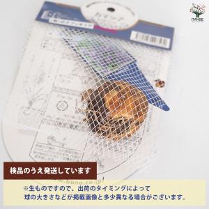 花球根 カマシア レイヒトリニー ブルー 1球...の詳細画像2