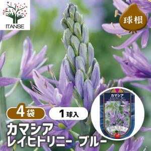 花球根 カマシア レイヒトリニー ブルー 1球/お買い得4個セット 球根の花 鉢植え 地植え ガーデニング