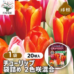 花球根 チューリップ 袋詰め 二色咲き混合 20球/1個売り 球根の花 鉢植え 地植え ガーデニング