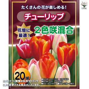 花球根 チューリップ 袋詰め 二色咲き混合 2...の詳細画像1