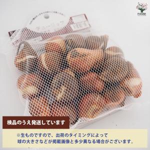 花球根 チューリップ 袋詰め 二色咲き混合 2...の詳細画像2