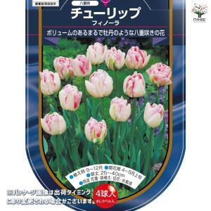 花球根 チューリップ 八重咲き フィノーラ 4...の詳細画像1