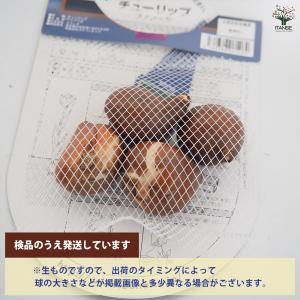 花球根 チューリップ 八重咲き フィノーラ 4...の詳細画像2