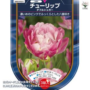 花球根 チューリップ 八重咲き ダブルシュガー...の詳細画像1