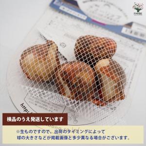 花球根 チューリップ 八重咲き イエローポンポ...の詳細画像2