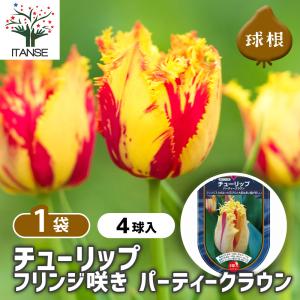花球根 チューリップ フリンジ咲き パーティークラウン 4球/1個売り 球根の花 鉢植え 地植え ガーデニング