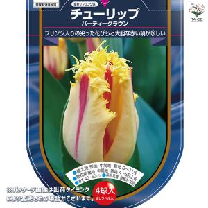花球根 チューリップ フリンジ咲き パーティー...の詳細画像1