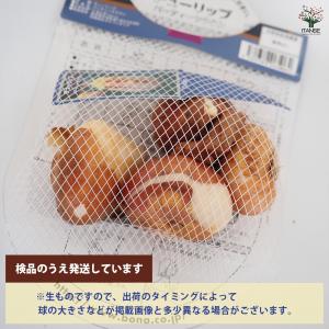 花球根 チューリップ フリンジ咲き パーティー...の詳細画像2