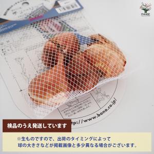 花球根 チューリップ フリンジ咲き ハッピーク...の詳細画像2