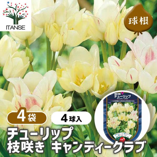 花球根 チューリップ 枝咲き キャンディークラブ 4球/お買い得4個セット 球根の花 鉢植え 地植え...