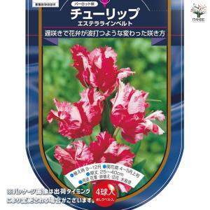花球根 チューリップ エステララインベルト 4...の詳細画像1