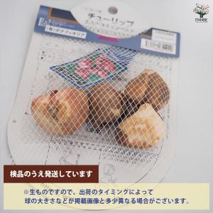花球根 チューリップ エステララインベルト 4...の詳細画像2