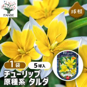 花球根 チューリップ 原種系 タルダ 5球/1個売り 球根の花 鉢植え 地植え ガーデニング