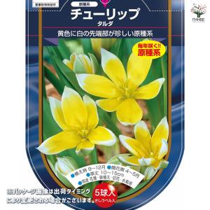 花球根 チューリップ 原種系 タルダ 5球/1...の詳細画像1