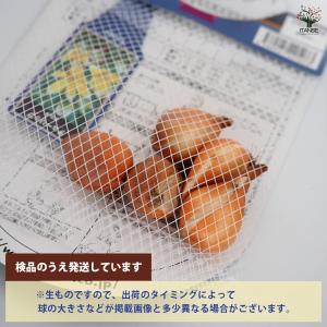 花球根 チューリップ 原種系 タルダ 5球/1...の詳細画像2