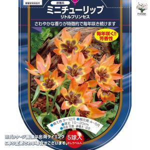 花球根 チューリップ 原種系 リトルプリンセス...の詳細画像1
