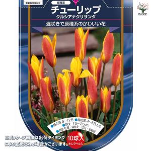 花球根 チューリップ 原種系 クルシアナクリサ...の詳細画像1
