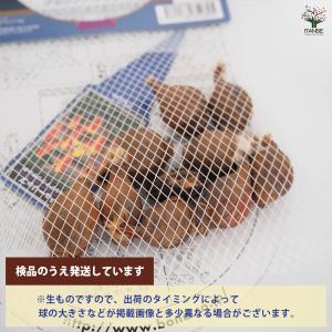 花球根 チューリップ 原種系 クルシアナクリサ...の詳細画像2