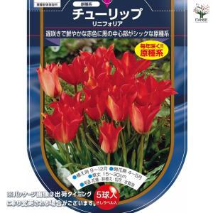 花球根 チューリップ 原種系 リニフォリア 5...の詳細画像1